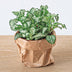 Fittonia Weißer Tiger – Mosaikpflanze für Terrarien & Zuhause, Topf 8cm Bild 3