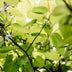 GreenboutiQ - Obstpflanze - Kiwi - Actinidia arguta Issai - Grüne Frucht - 2 Pflanzen - Topf 11cm Höhe 40cm Bild 2