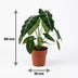 Alocasia Frydek Elefantenohr - Zimmerpflanze 60cm Topf 19cm Bild 3