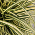 6x Carex 'Evergold' Ziergras - 10-25cm - Ø9cm Bild 6