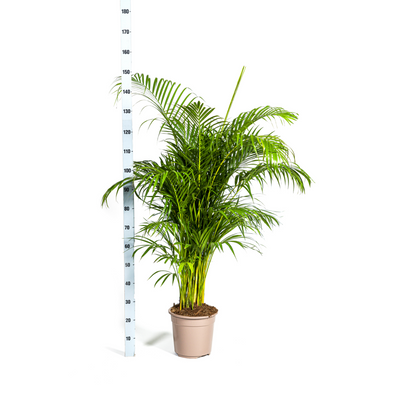 Goldpalme Dypsis Areca Lutescens Ø27cm, 150-170cm – Tropische Schönheit