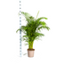 Areca Palm Dypsis Areca Lutescens Ø27cm, 150-170cm – Tropical Beauty Bild 2