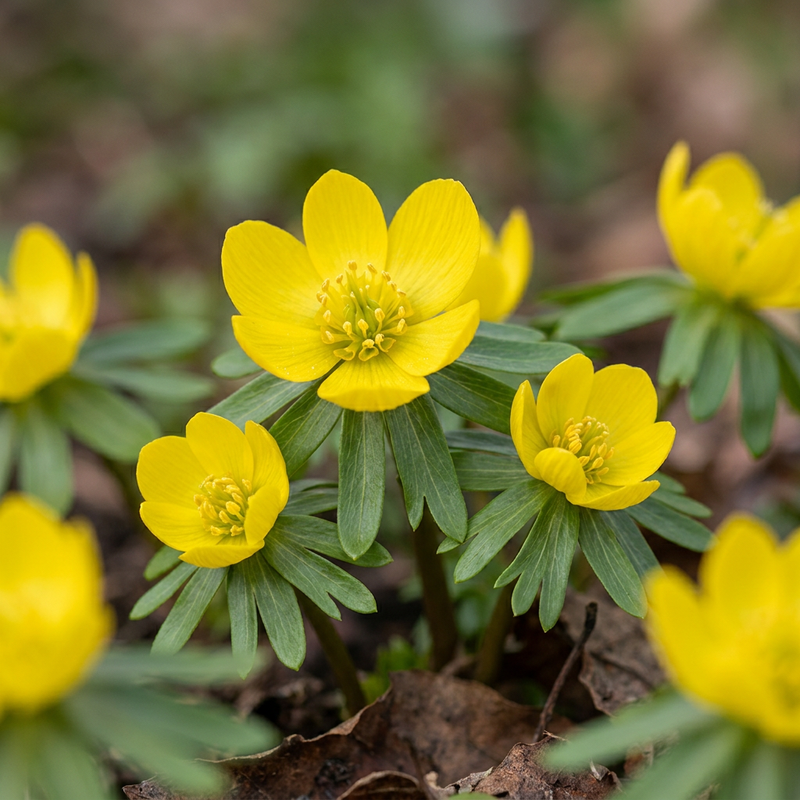 50x Cilician Winterlinge (Eranthis Cilicica) - Gelb - Zwiebelgröße 4/5