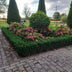 6x Euonymus japonicus 'Green Spire' Heckenpflanze, 10-25cm Bild 5