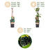 'Black Satin' Blackberry Plant - 2 hardy potted plants Bild 4