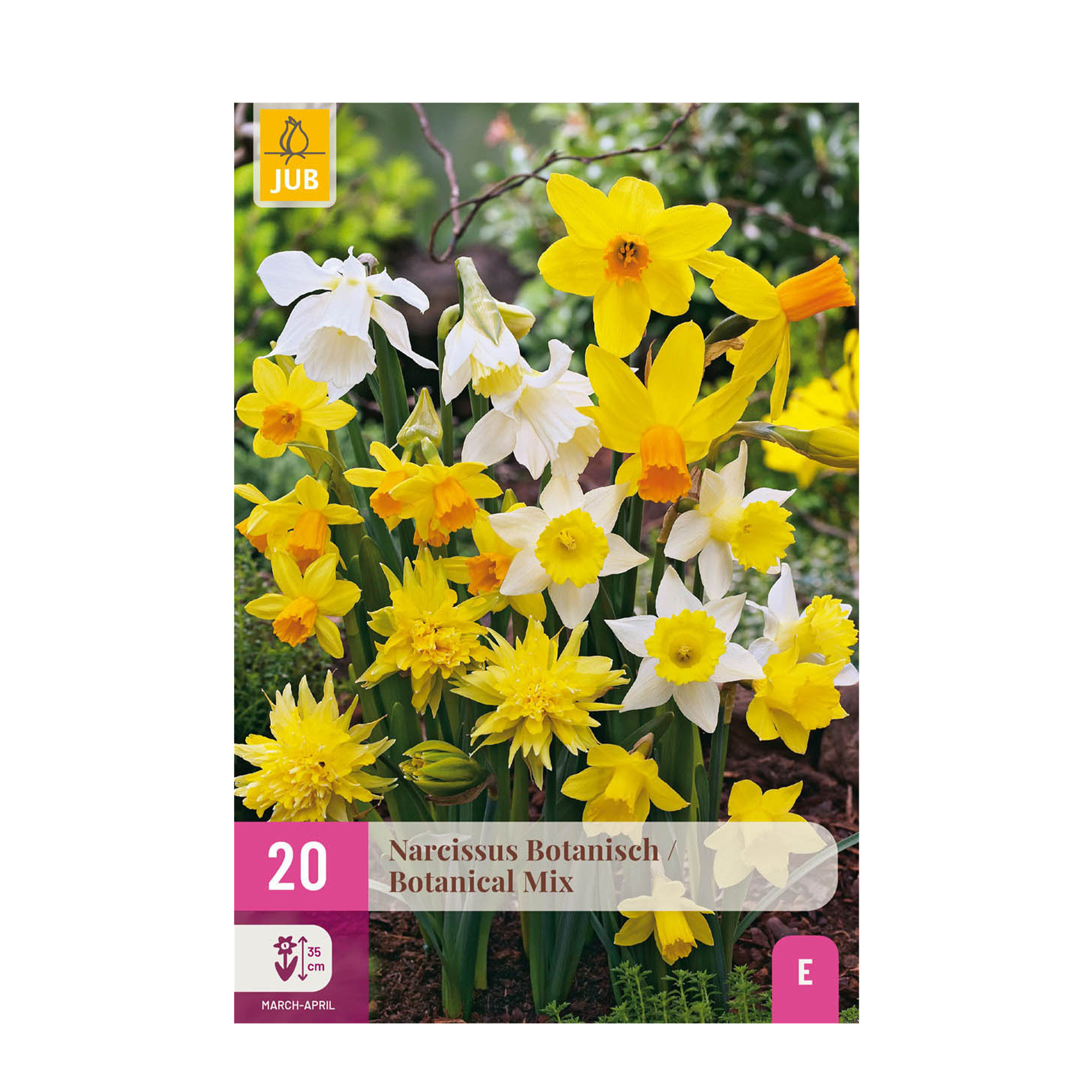 GreenboutiQ - Blumenzwiebeln - Narcis Botanical Mix - Bulbs Hardy Perennial - Farbe Gelb und Weiß - 20 Stück - Zwiebelgröße 10/12 - XXL Pack