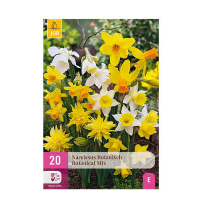 GreenboutiQ Narzissen Botanical Mix Zwiebeln Gelb/Weiß 20 Stück