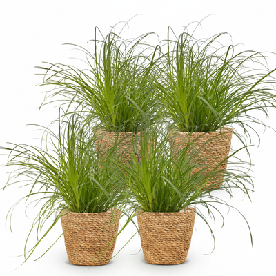 Green boutiQ: 4x Zyperngras 'Zumula' - Katzenfreundlich, Deko-Korb, 12cm Topf