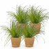 Green boutiQ: 4x Zyperngras 'Zumula' - Katzenfreundlich, Deko-Korb, 12cm Topf Bild 2