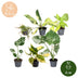 Baby Tropical Mix: 6 exotische Zimmerpflanzen im Ø6cm Topf Bild 5
