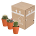 Bol cactus-Mischung 8,5 cm Terrakotta Topf: 3 einzigartige Kakteen Bild 7