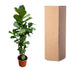 Ficus Lyrata XXL Geigenfeige, 200 cm, verzweigt, Ø45-50cm Bild 5