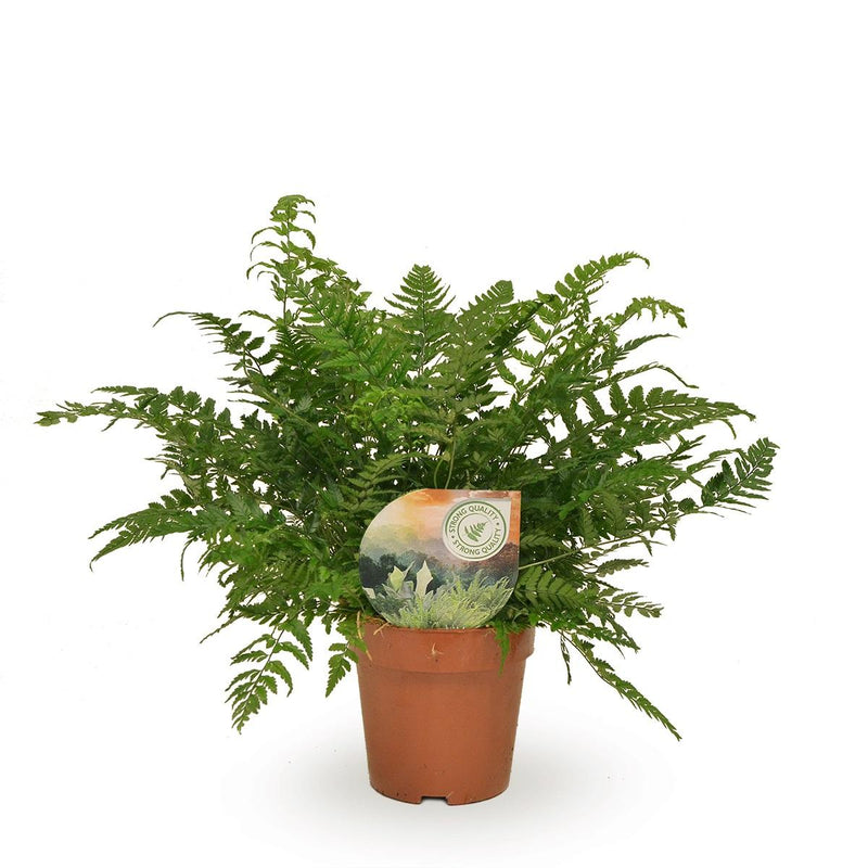 Polystichum Tsussimense / Athyrium - Ø12cm Pot, 30cm high