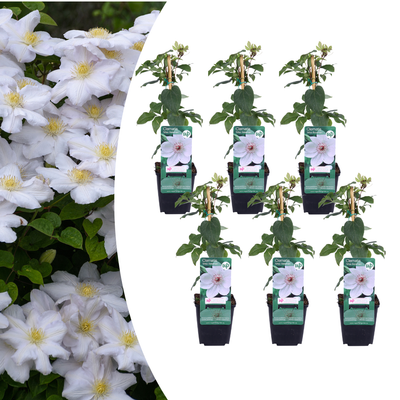 6x Clematis 'Miss Bateman' – Weiße Blütenpracht im P9 Topf