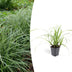 Carex morrowii 'Ice Dance' - Immergrünes Ziergras für Ihren Garten Bild 1