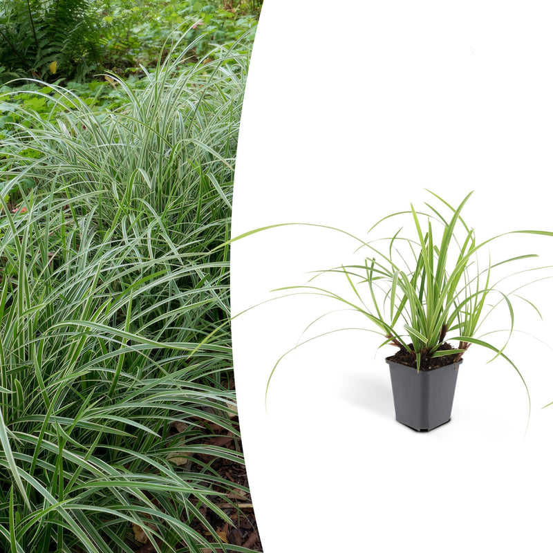 Carex morrowii 'Ice Dance' - Immergrünes Ziergras für Ihren Garten