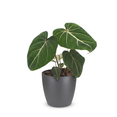 Green boutiQ - Philodendron Gloriosum - Gloriosum Philodendron - 1 Plant - met Potter Grijs - Pot 12cm - Hoogte - 25cm