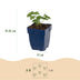 Green boutiQ - Stauden - Geranium sang. Album - Storchschnabel - Bodendecker - Weiß - 1 Pflanze - Topf 11cm - Höhe 15-25cm Bild 1