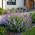 Green boutiQ - Stauden - Nepeta faassenii 'Six Hills Giant' - Katzenminze - Bienen- und Schmetterlingsanwerfer - Lila - 12 Pflanzen - Topf 11cm - Höhe 15-25cm Bild 6