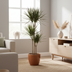 Dracaena Marginata Magenta: Elegant Houseplant, 130-150cm Bild 5
