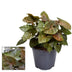 Syngonium Maria Feel Green – Houseplant Ø14cm, H25cm Bild 2
