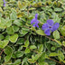 12x Kleines Immergrün 'Argenteovariegata' - 10-25cm Bild 5