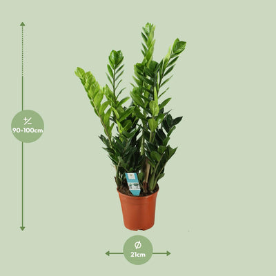 ZZ-Pflanze Zamioculcas - Ø21cm - ↕100cm