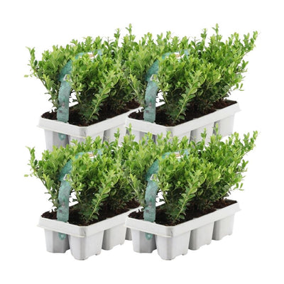 4 x 6er Pack Ilex crenata 'Jenny' - Ø7cm - ↕15cm