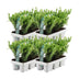 4 x 6er Pack Ilex crenata 'Jenny' - Ø7cm - ↕15cm Bild 2