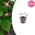 60x Epimedium rubrum Perennial – 10-25cm high, Ø9cm Pot Bild 1